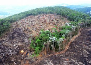 Justiça Federal cobra resposta sobre volume recorde de desmatamento