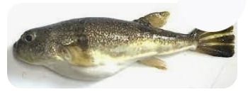 Homem morre após comer peixe  baiacu no ES