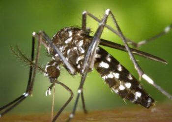 ESPECIAL: A explosão da dengue em 2024 no Brasil – Acompanhe em 03 matérias especiais
