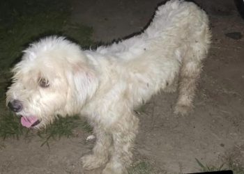 SAPEAÇU: Poodle, de 01 ano fêmea para adoção