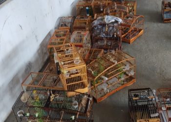 Operação “Pássaros Livres” do MP, apreende vários animais em torneio ilegal no Cruzeiro de Laje