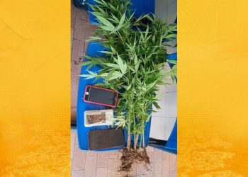 Polícia Militar de Conceição do Almeida Apreende Material Relacionado ao Tráfico de Drogas e Crime Ambiental