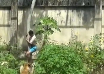 Homem morre após invadir jaula de leoa e ser atacado pelo animal