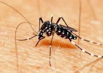 Saúde: Prefeitura de Sapeaçu intensifica combate à dengue e convoca união da comunidade