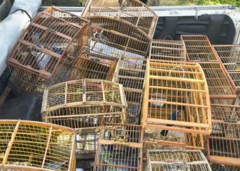 Mais de 140 aves silvestres são resgatadas em Maragogipe, Cruz das Almas, São Félix e outras cidades da Bahia